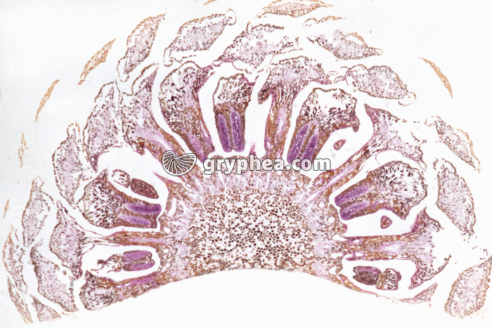 Cèdre - Cône de Cèdre mâle (Cedrus libani)  CT x4 - gryphea.com